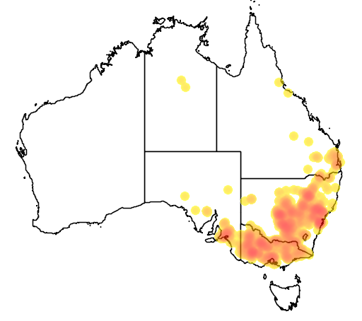 Dodonaea viscosa subsp cuneata flora location map
