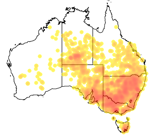 Einadia nutans flora location map