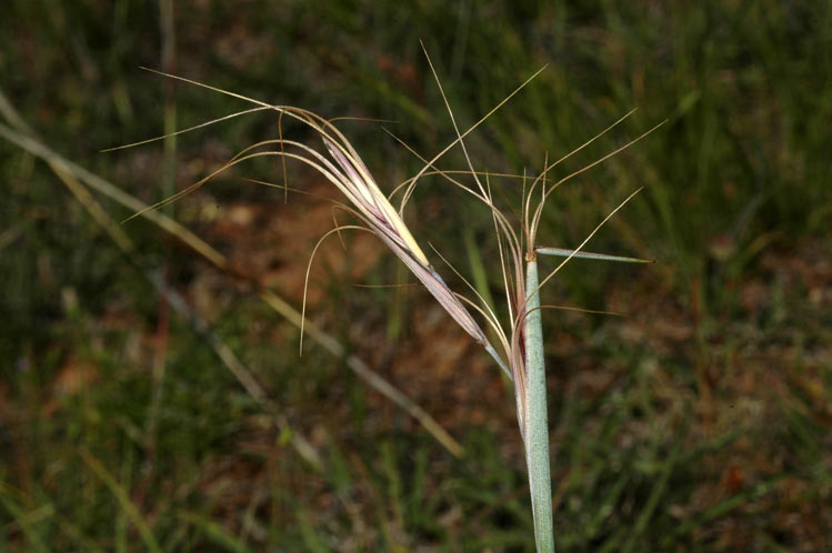 Common Wheatgrass