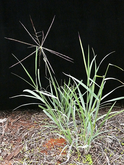 Curly Windmill Grass