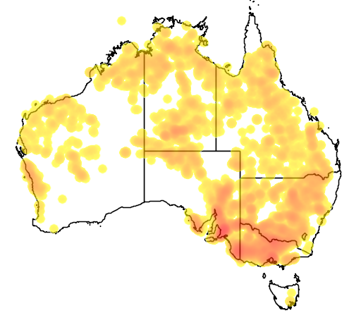 Eucalyptus camaldulensis flora location map