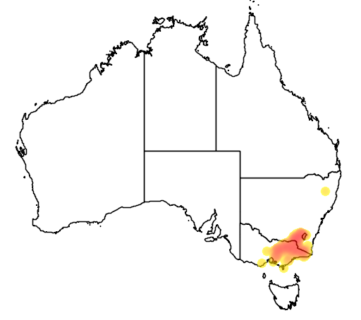 Eucalyptus camphora subsp humeana flora location map