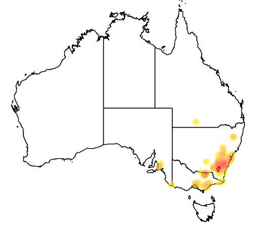 Eucalyptus cinerea flora location map