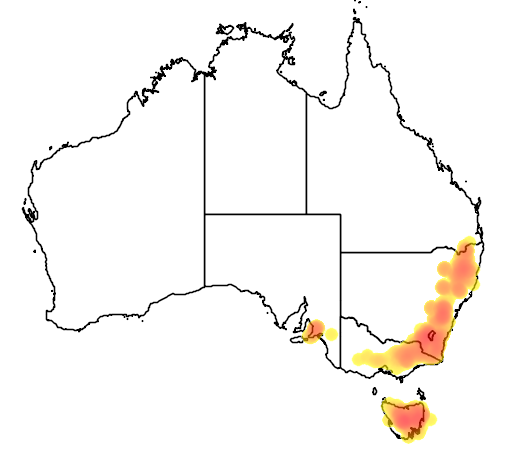 Eucalyptus dalrympleana flora location map