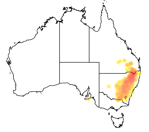 Eucalyptus dealbata flora location map