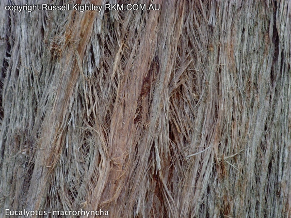 Red Stringybark