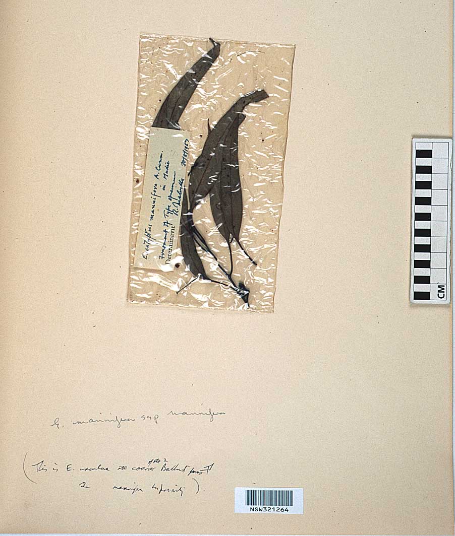 Eucalyptus mannifera flora ALA source