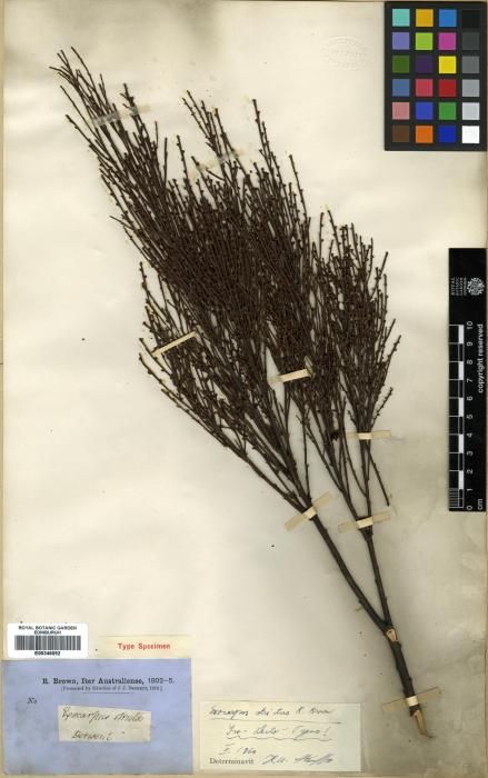 Exocarpos strictus flora ALA source