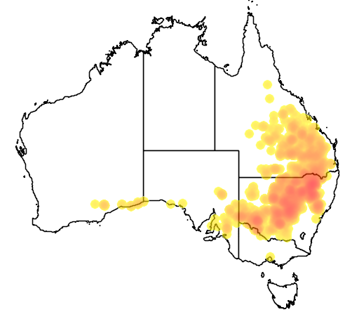 Geijera parviflora flora location map