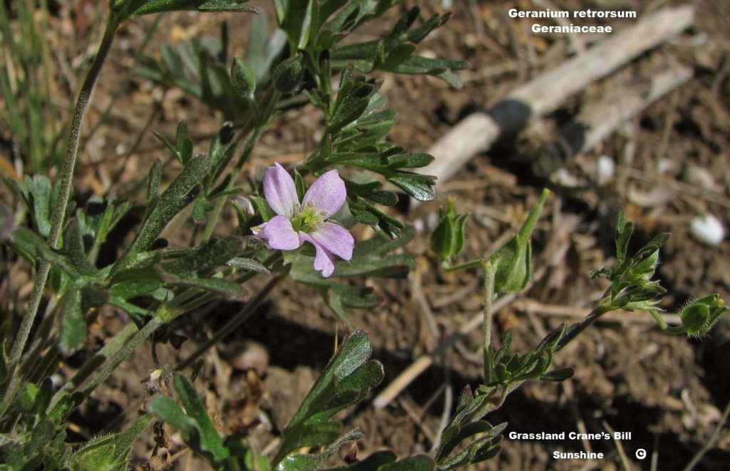 Cranesbill