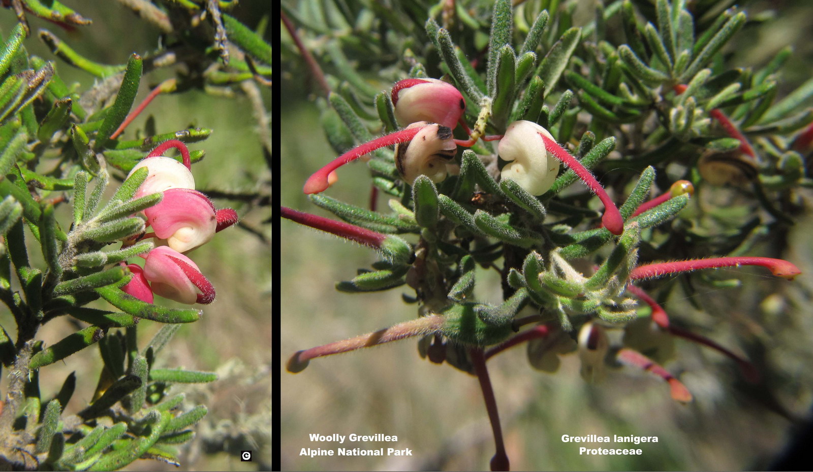 Grevillea lanigera flora ALA source