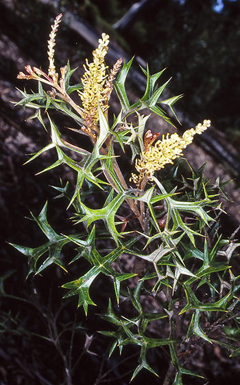 Fan Grevillea