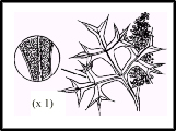 Grevillea ramosissima (outline)