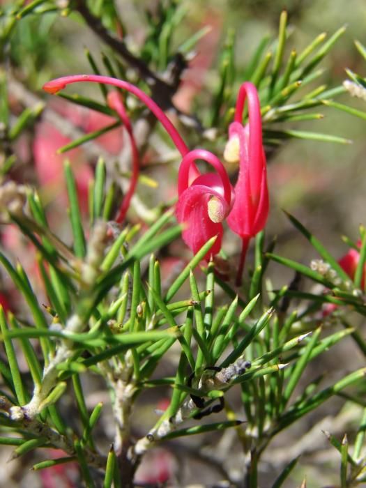 Rosemary Grevillea
