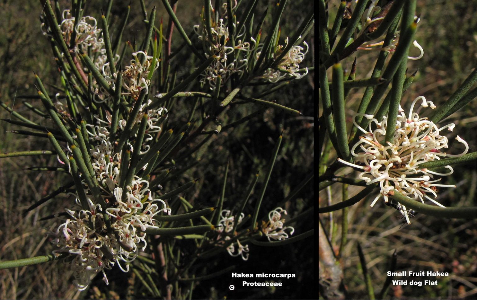 Small-fruited Hakea - Woolshed Thurgoona Landcare Group
