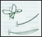 Hakea microcarpa (outline)