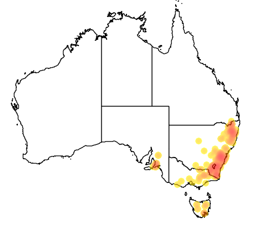 Helichrysum rutidolepis flora location map