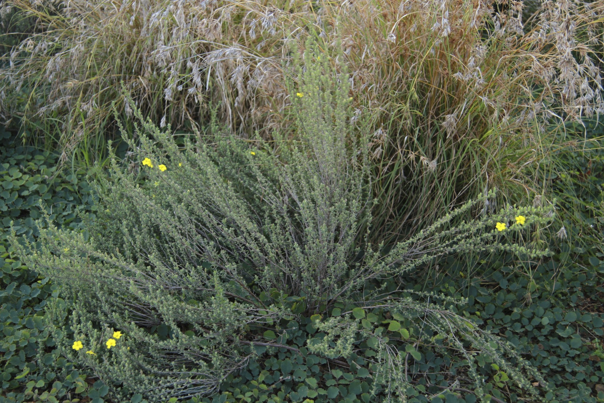 Hibbertia sericea flora ALA source