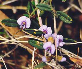 Common Hovea