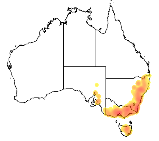 Hymenanthera dentata flora location map