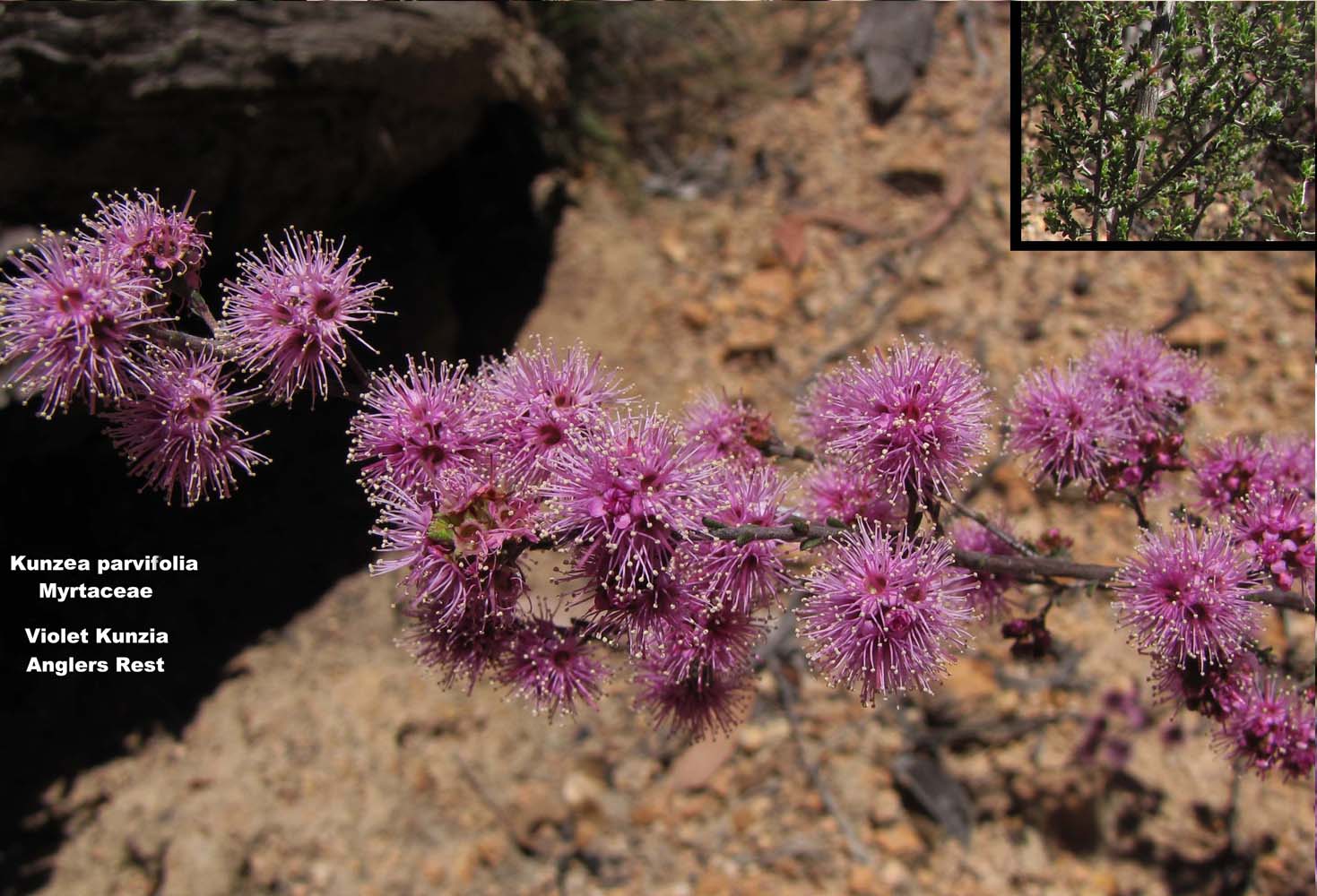 Kunzea parvifolia flora ALA source
