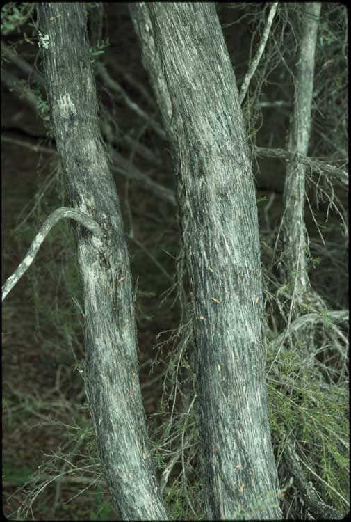 Leptospermum brevipes flora ALA source