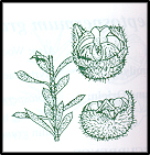 Leptospermum lanigerum (outline)