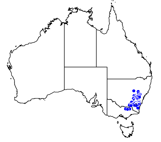 Leptospermum multicaule flora location map