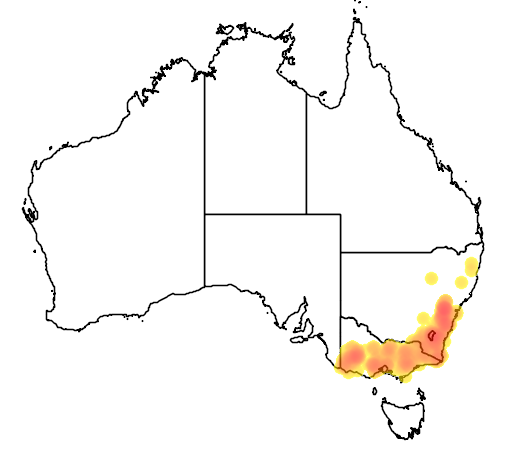 Leptospermum obovatum flora location map