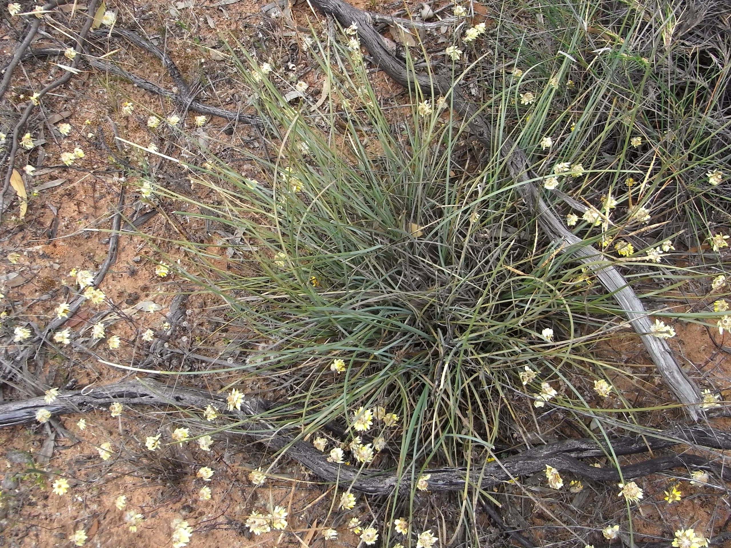 Lomandra effusa flora ALA source