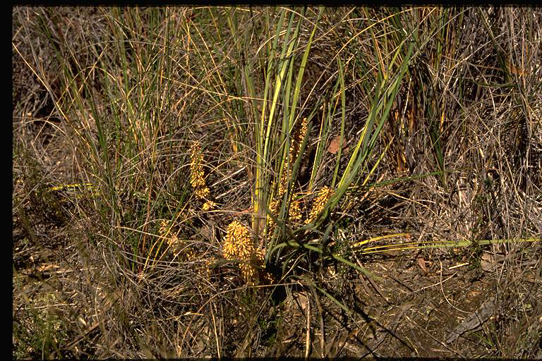 Many-flowered Mat-rush