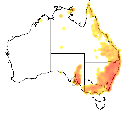Lomandra multiflora subsp multiflora flora location map