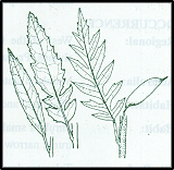 Lomatia fraseri (outline)