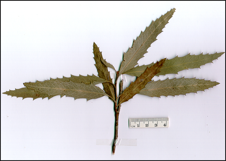 Lomatia myricoides (base)