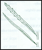 Lomatia myricoides (outline)