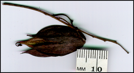 Lomatia myricoides (s)