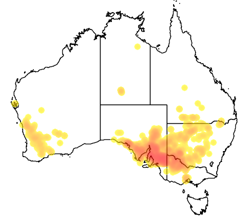 Maireana brevifolia flora location map