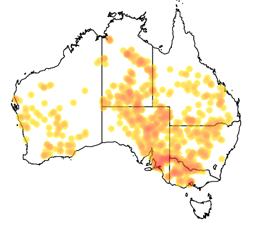 Muehlenbeckia florulenta flora location map