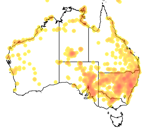 Myoporum montanum flora location map