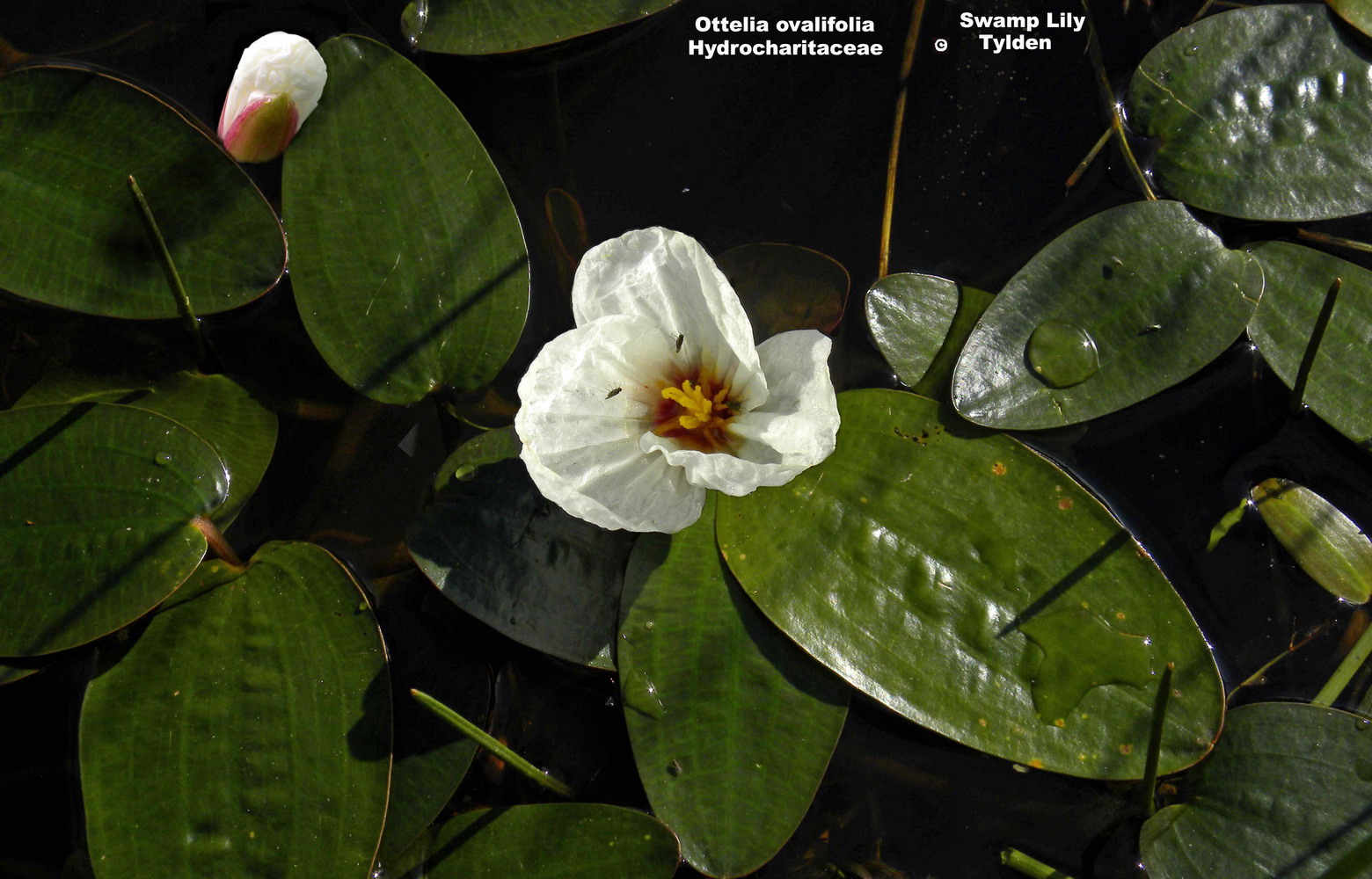 Swamp Lily