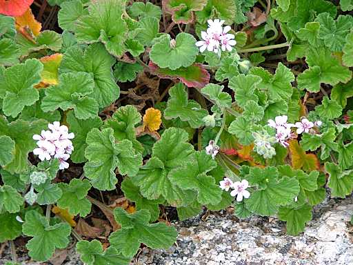 Native Storksbill