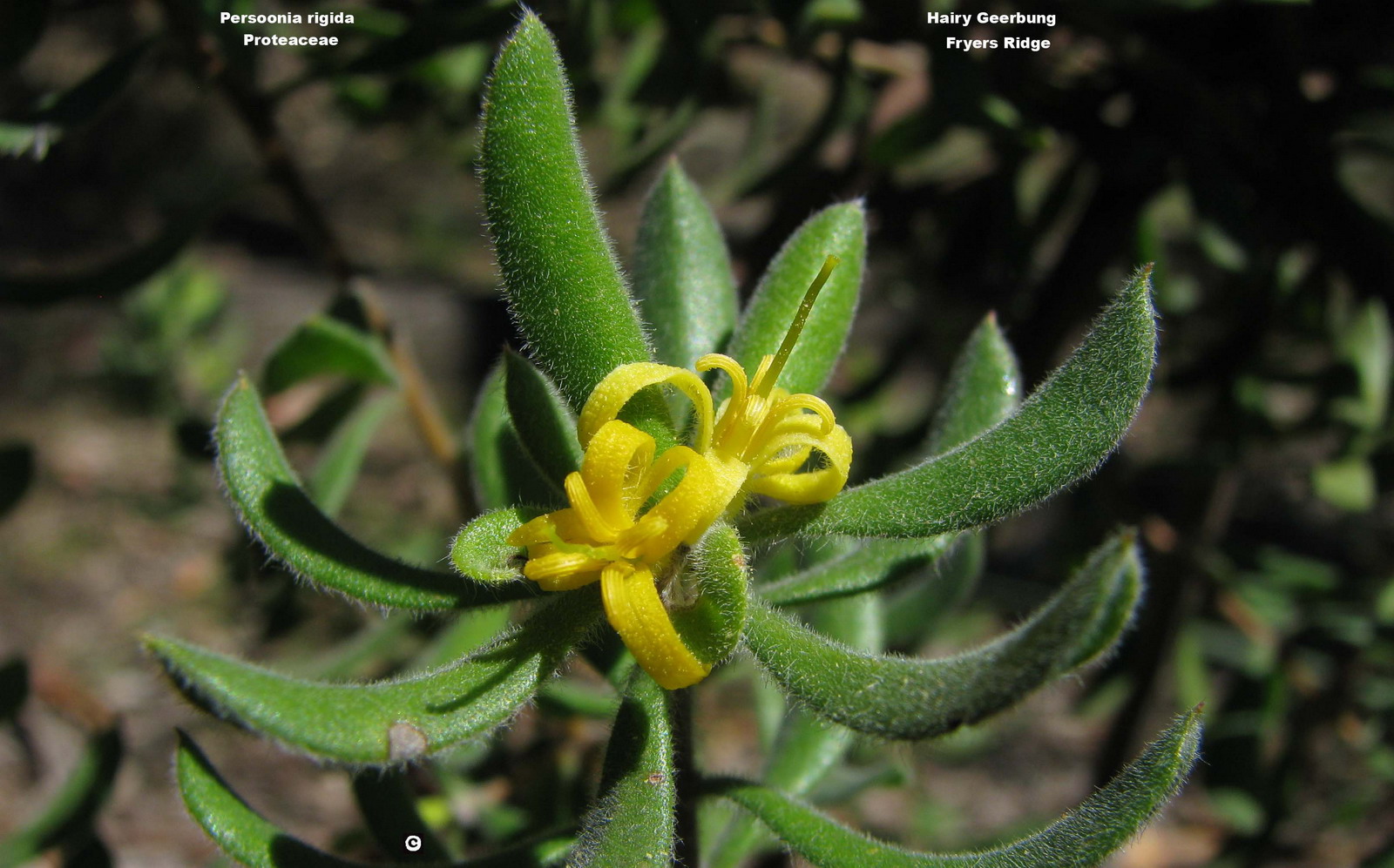 Persoonia rigida flora ALA source