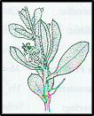 Persoonia rigida (outline)