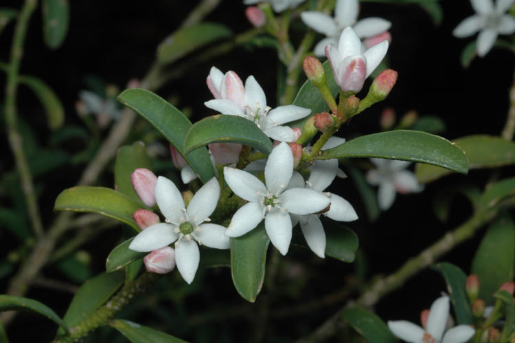 Long-leaf Waxflower