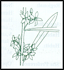 Philotheca myoporoides subsp acuta (outline)