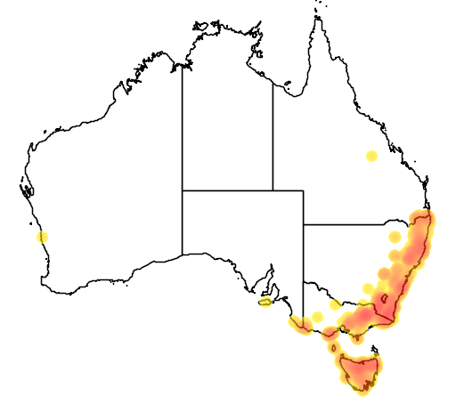 Pimelea ligustrina subsp ligustrina flora location map