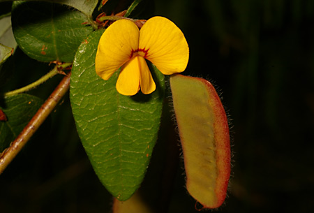 Platylobium formosum flora ALA source