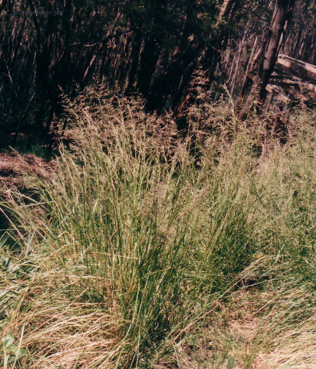 Tussock Grass