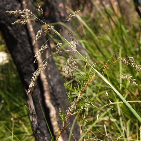 Fine-leaf Tussock Grass
