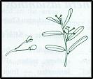 Pomaderris angustifolia (outline)